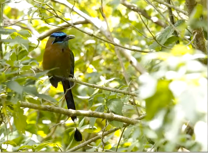 A bird in the tropical rain forest of Costa Rica.